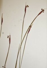 Sisyrinchium mucronatum
