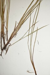 Sisyrinchium mucronatum