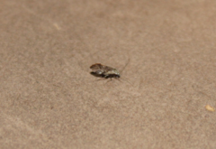 Psocetae