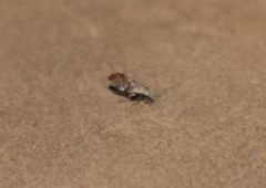 Psocetae