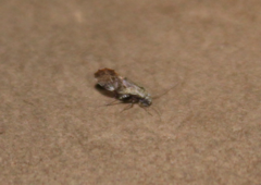 Psocetae