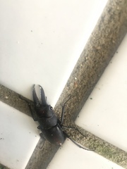 Prosopocoilus inclinatus inclinatus