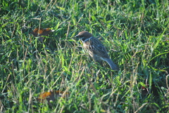 Passer montanus malaccensis