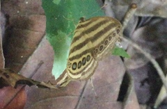 Ragadia makuta siponta