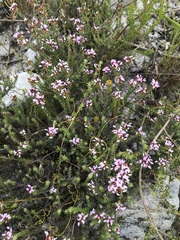 Disparago ericoides