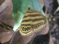 Ragadia makuta siponta