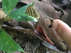 Ragadia makuta siponta