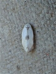 Pseudopostega quadristrigella