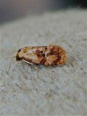 Cochylis bucera