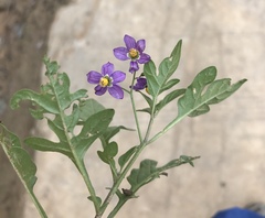 Solanum septemlobum