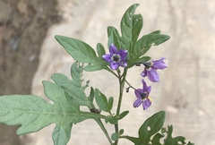 Solanum septemlobum