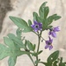 Solanum septemlobum - Photo (c) sunwenhao90, algunos derechos reservados (CC BY-NC), subido por sunwenhao90