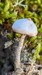 Tulostoma brumale
