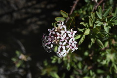 Pimelea alpina