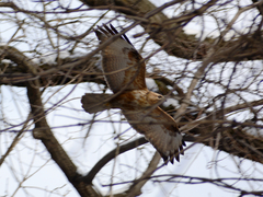Buteo rufinus