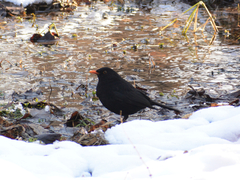 Turdus merula