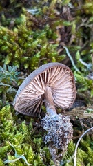 Entoloma vindobonense