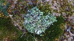 Cladonia foliacea