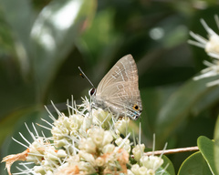 Deudorix epijarbas