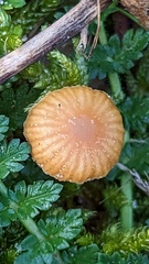 Omphalina pyxidata