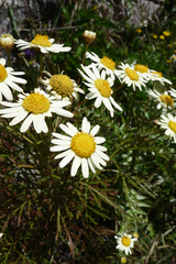 Argyranthemum