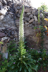 Echium simplex
