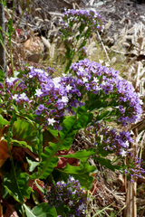 Limonium brassicifolium