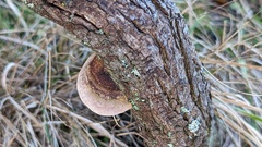 Fomitiporia hippophaeicola