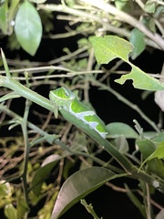 Papilio memnon heronus