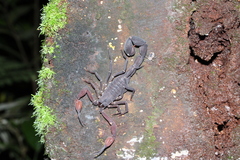 Tityus metuendus