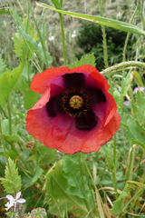 Papaver