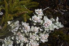 Ewartia nubigena