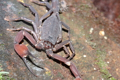 Tityus metuendus