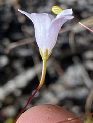 Prismatocarpus brevilobus