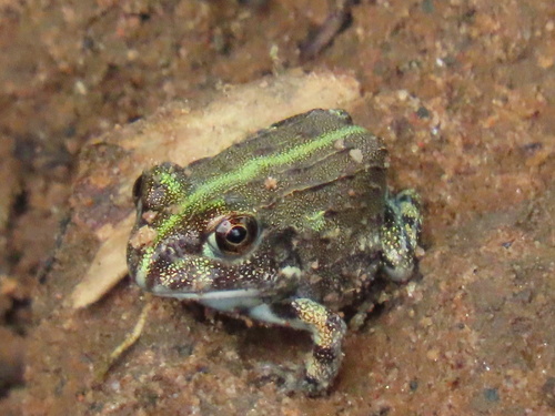 Edible bullfrog