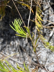 Prismatocarpus brevilobus