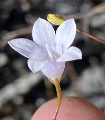 Prismatocarpus brevilobus