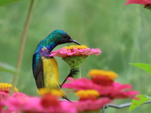 Variable Sunbird