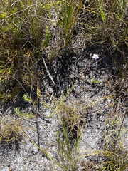 Prismatocarpus brevilobus