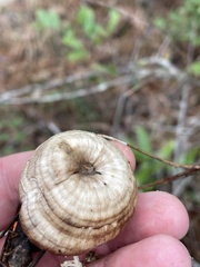 Microporellus