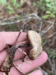 Microporellus