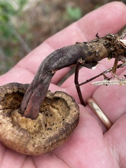 Microporellus