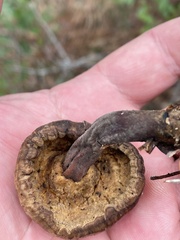 Microporellus