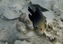 Hemiglyphidodon plagiometopon