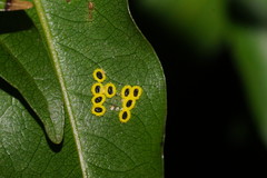 Aleurocanthus ceracroceus