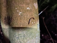 Helicorthomorpha holstii