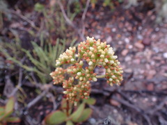 Crassula cultrata