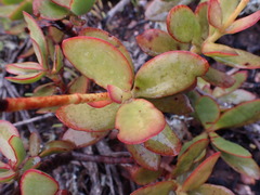 Crassula cultrata