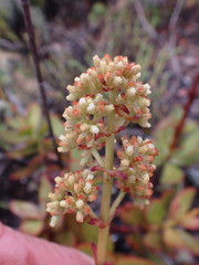 Crassula cultrata