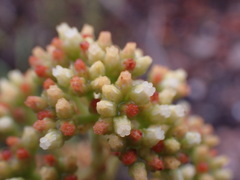 Crassula cultrata